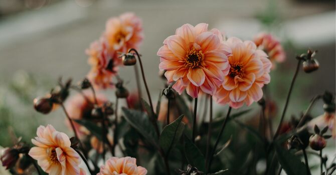 Anxiety Counselling — Finding Calm in Everyday Life