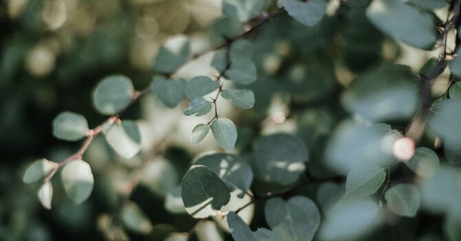 Registered Psychotherapy